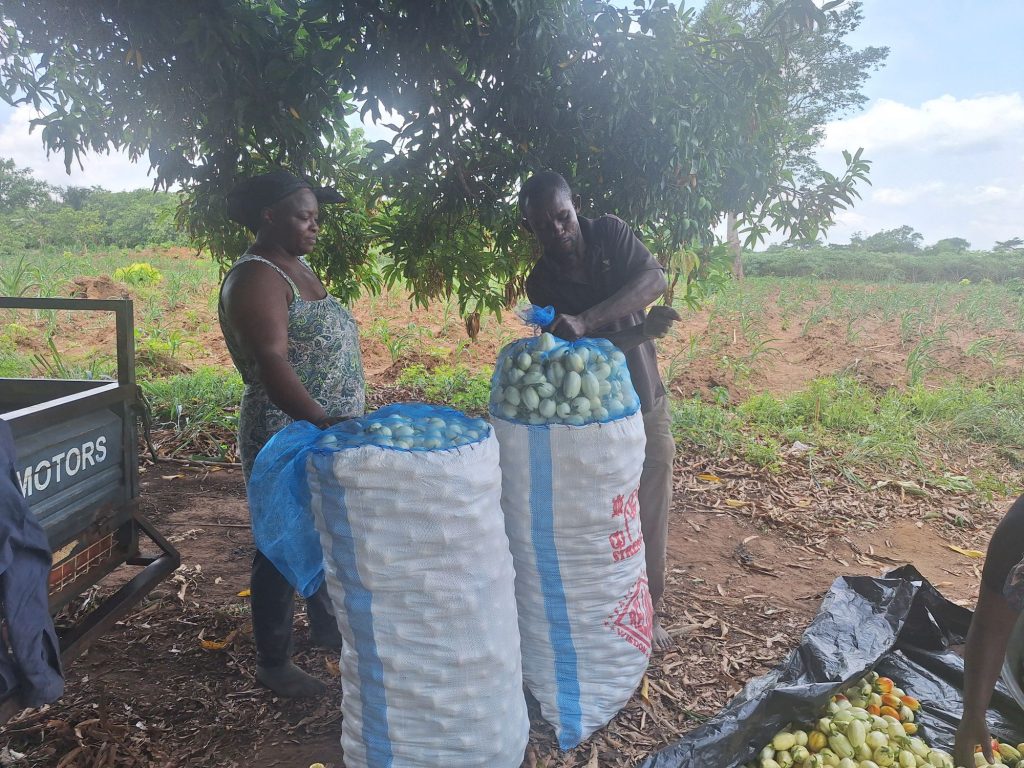 Farmers standing with sacks of produce ready for transport to the market,