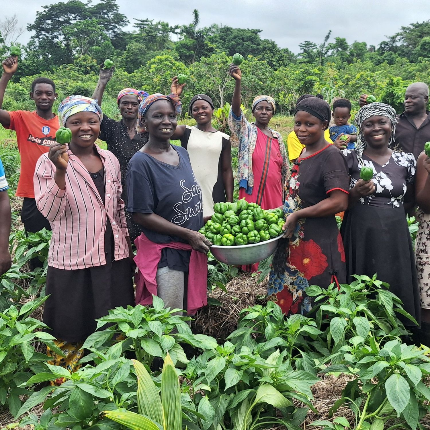 Group of farmers hold harvested sweet peppers.