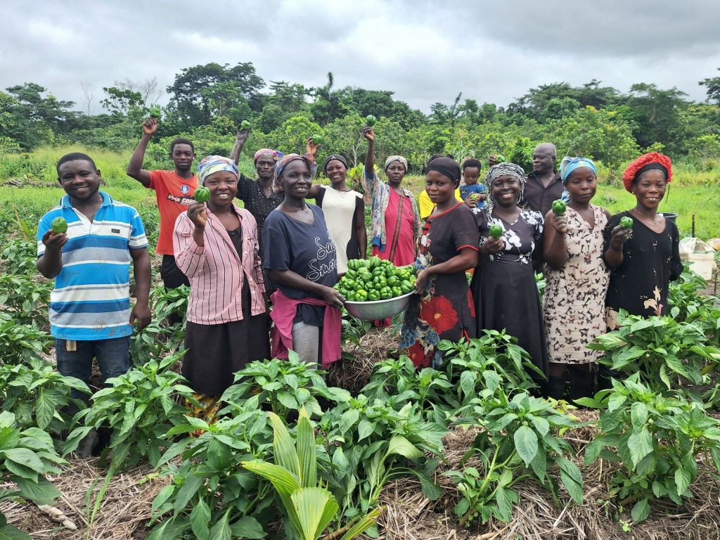 Group of farmers hold harvested sweet peppers.