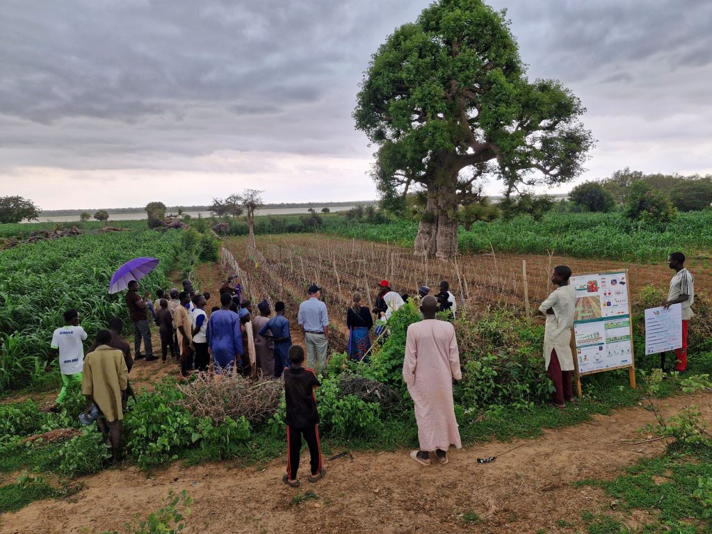 Visitors tour a demonstration site in Sateme, Makoda Local Government Area.