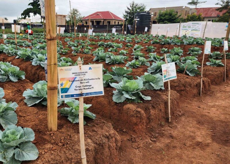 Rows of cabbages at Ghana learning farm.
