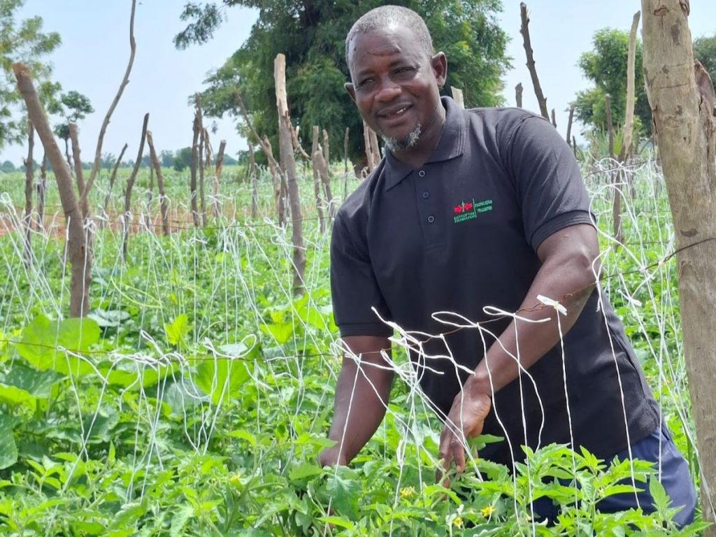 Farmer Jamilu in his tomato and pumpkin field.