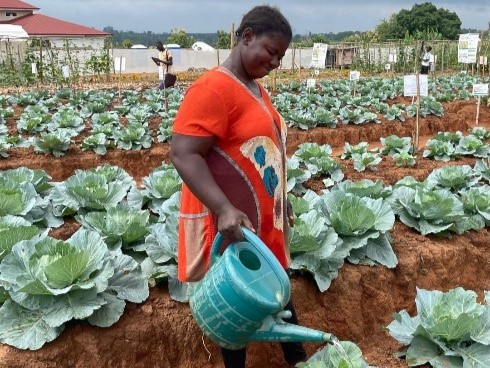 Woman watering cabbages at learning farm.