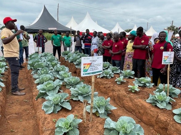 Visitors learn about cabbage production techniques at the learning farm.