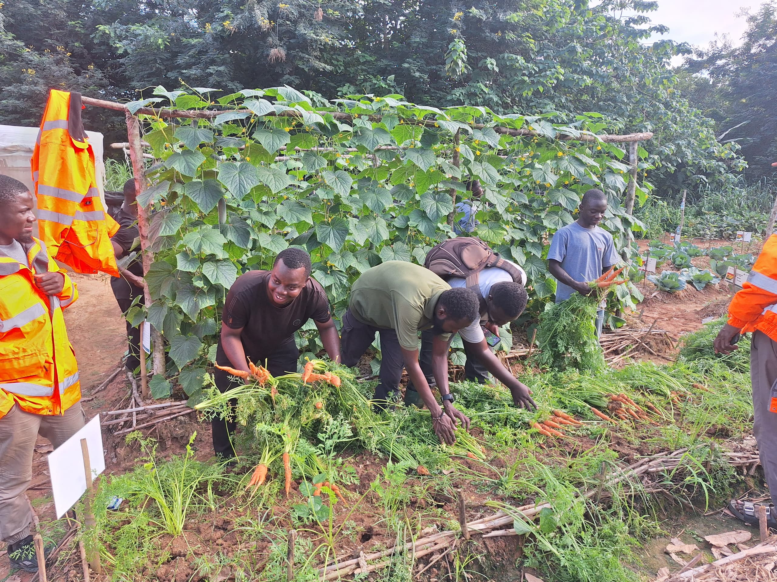 Learning farm in Sunyani Abesim.