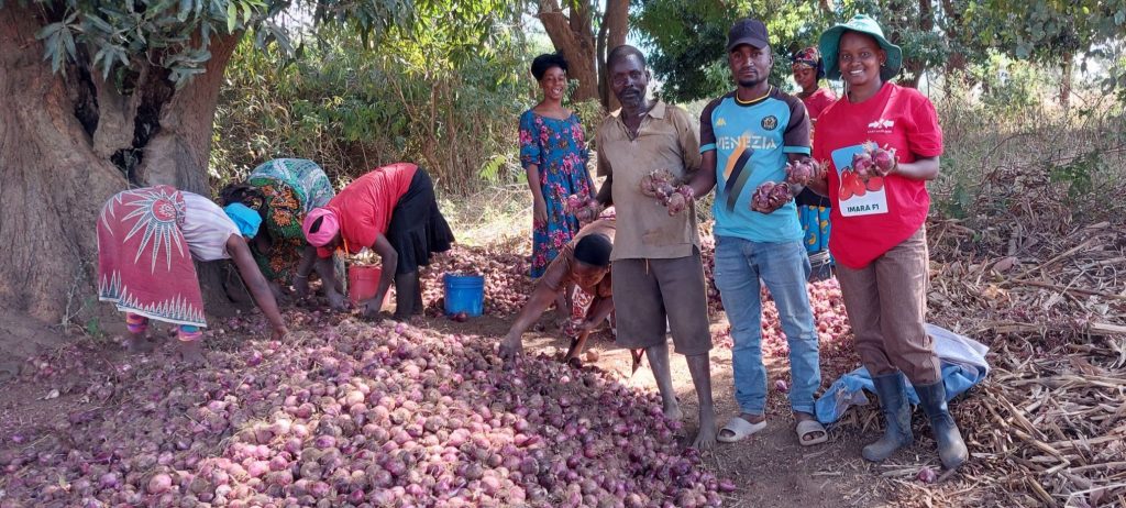 Farmers hold handfuls of onions next to a large pile of harvested onions, as other farmers add to the harvest.
