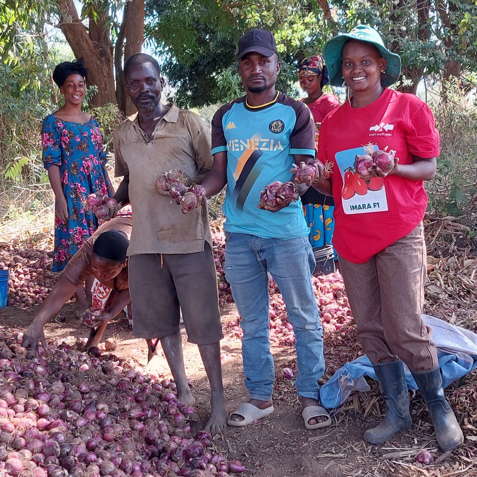 Farmers hold handfuls of harvested onions next to a large pile of onions