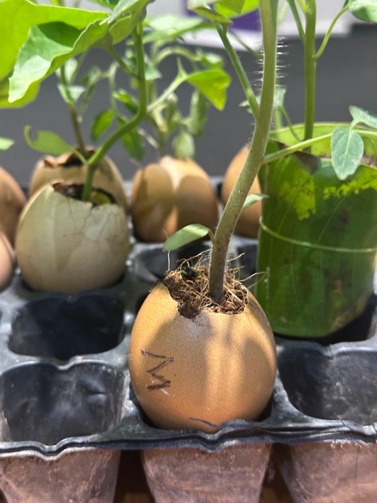 Seedlings growing in eggshells.