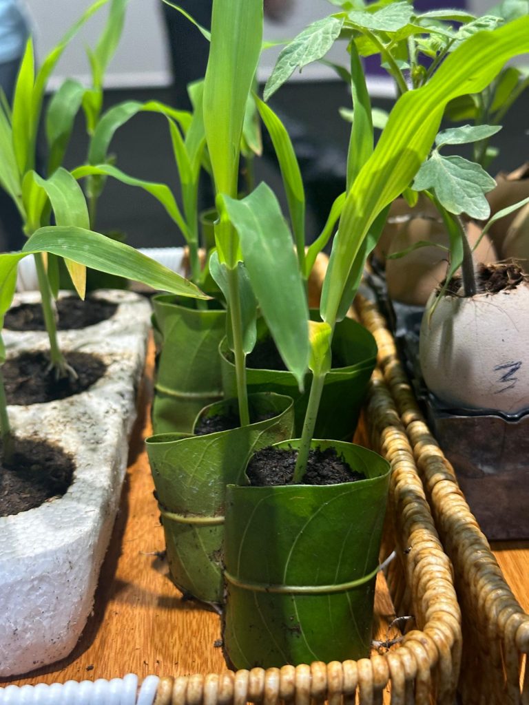Seedlings growing in pots made from mango leaves.