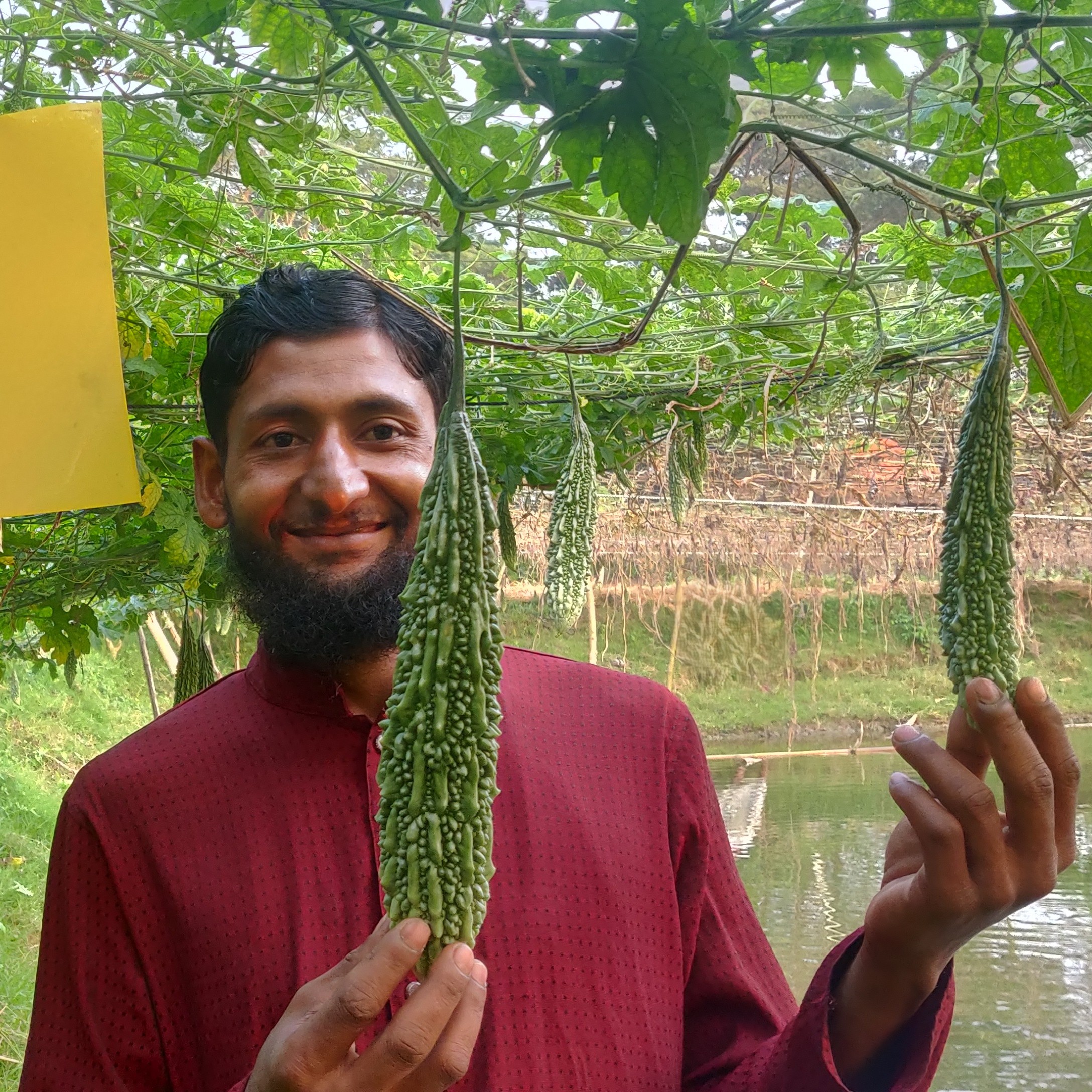 Md. Babul beneath a row of bitter gourd.