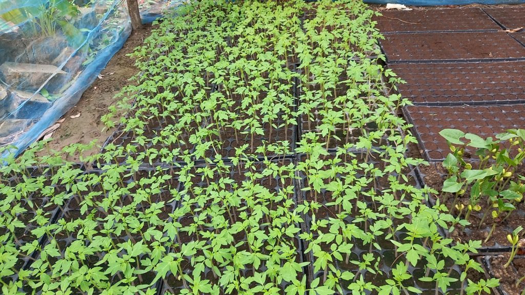 Seedlings in seedling trays.