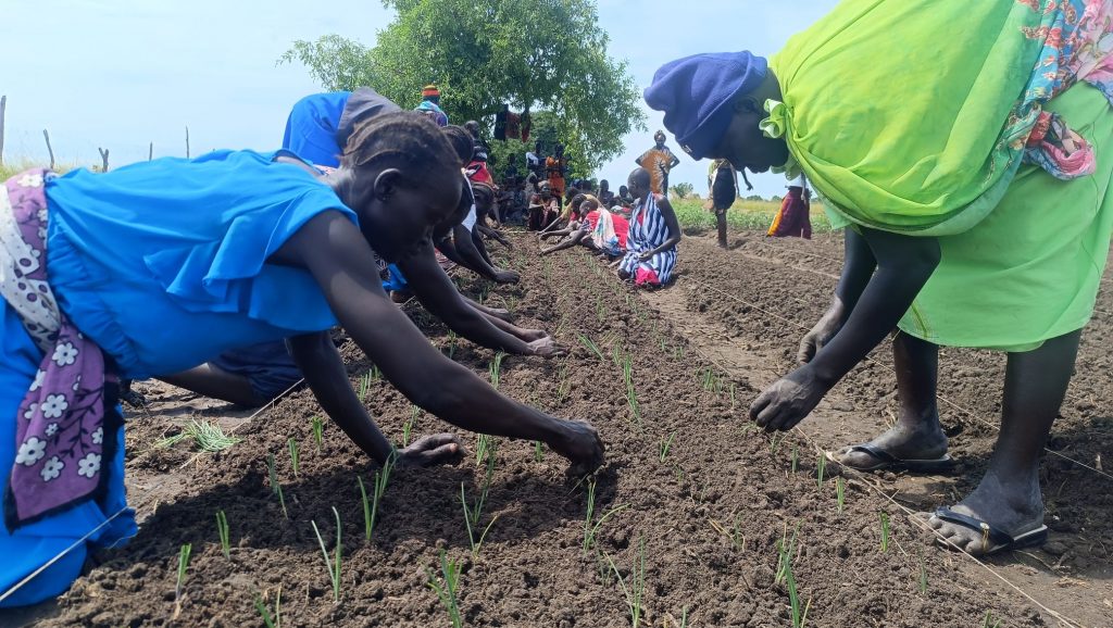 Women belonging to a farmers group in South Sudan plant onion seedlings in the field.