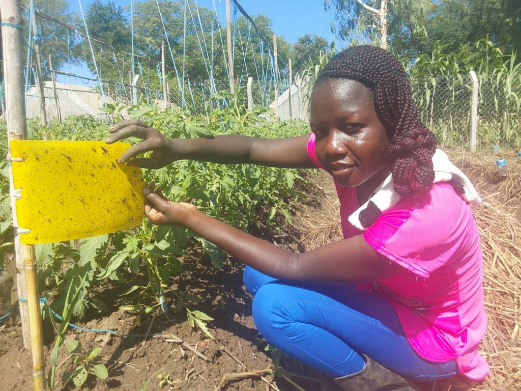 A female agricultural student at the University of Juba in South Sudan monitors the insect pests trapped by a yellow sticky trap at the campus learning farm.