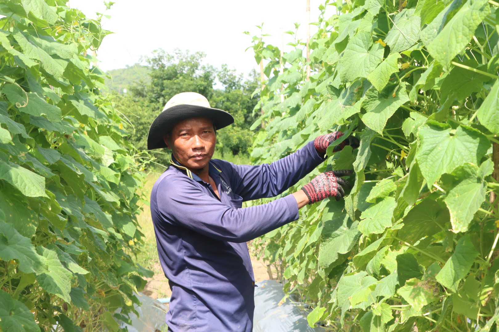 Male farmer between rows of climbing vegetable vines.