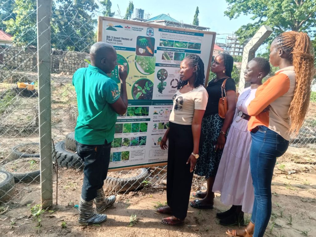 Visitors to the learning farm at the University of Juba, South Sudan, study a large poster on insect vectors of plant viruses.