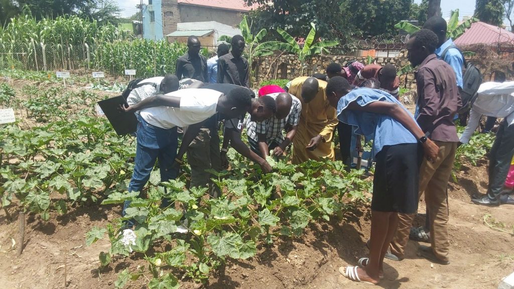 Agriculture students at the University of Juba in South Sudan gain hands-on experience in identifying insect pests and diseases as they inspect vegetable plant leaves during a training from East-West Seed Knowledge Transfer Foundation staff.