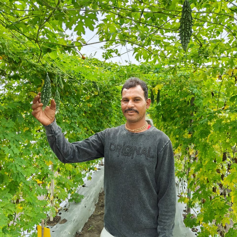 Standing between two rows of bitter gourd vines, farmer Hokam Singh reaches for a bitter gourd fruit.
