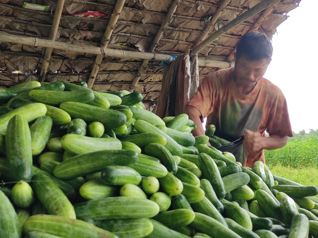 A farmer sorts cucumbers in Myanmar.