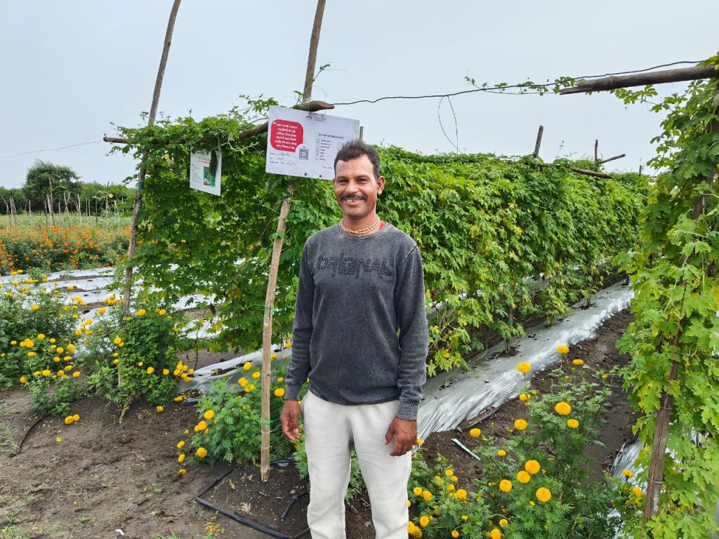 Farmer Hokam Singh in front of his bitter gourd plot.