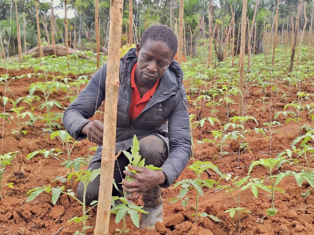 Ghanaian farmer Mathew Mensah carefully supports his tomato plant with trellising string.