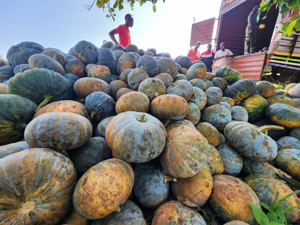 Huge pile of harvested pumpkins, with young man and truck being loaded in the background.