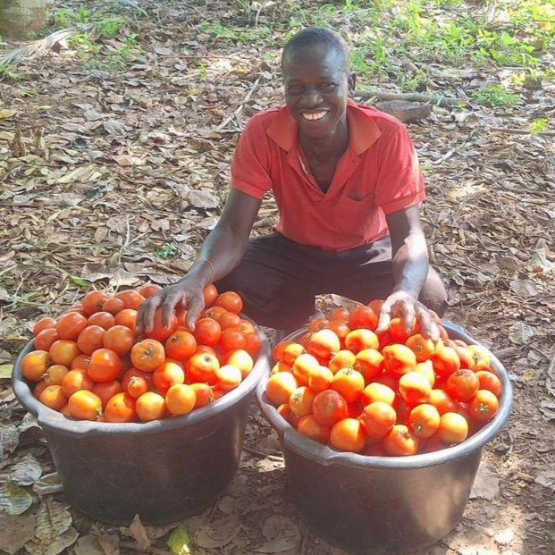 Ghanaian farmer Mathew Mensah with buckets of harvested tomatoes.