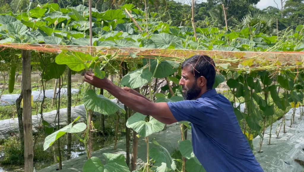 Bangladeshi farmer Md Russel tends to his evenly spaced vines at his vegetable farm.