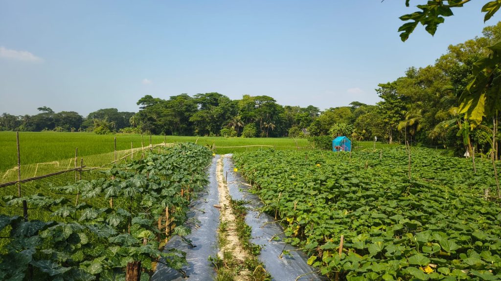 A farmer's land in Bauphal upazila holds two different vegetable plots, with adjacent rice fields.