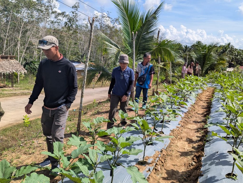 People walk past a row of mulched vegetable plants during the PhilGAP assessment process.