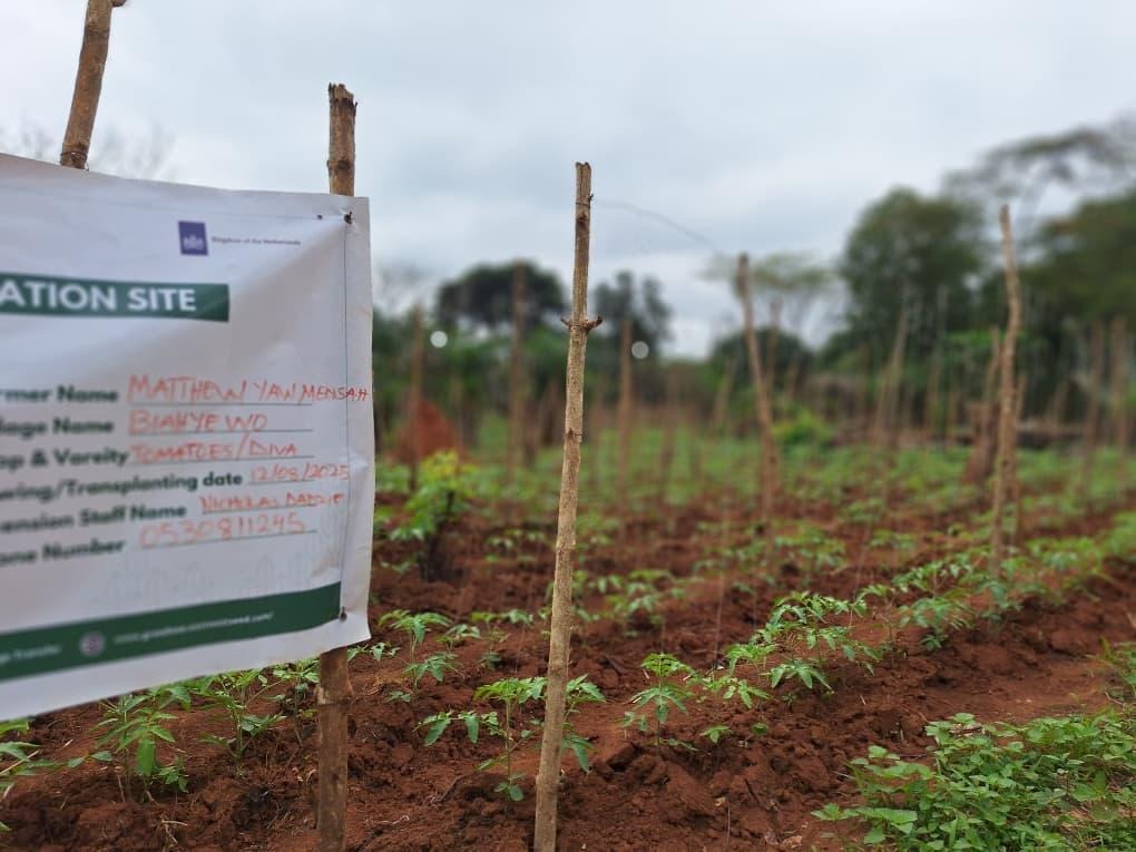 The roadside sign for Ghanaian farmer Mathew Mensah's tomato demonstration plot, with his field behind it.