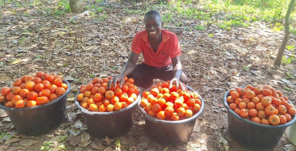 Ghanaian farmer Mathew Mensah with buckets of harvested tomatoes.