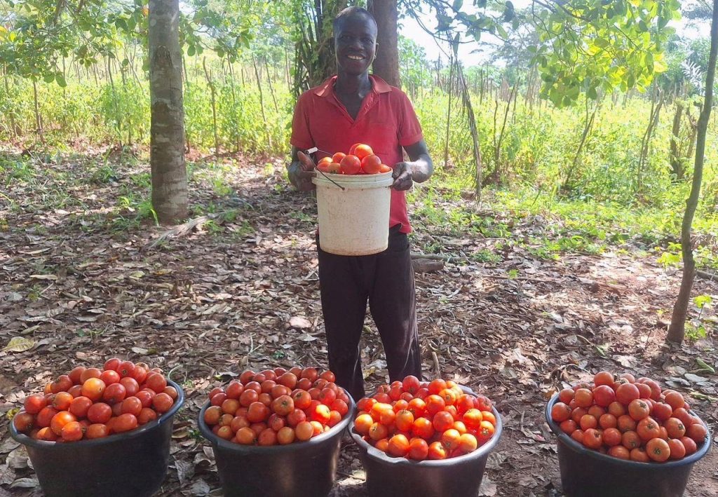 Ghanaian farmer Mathew Mensah with buckets of harvested tomatoes.