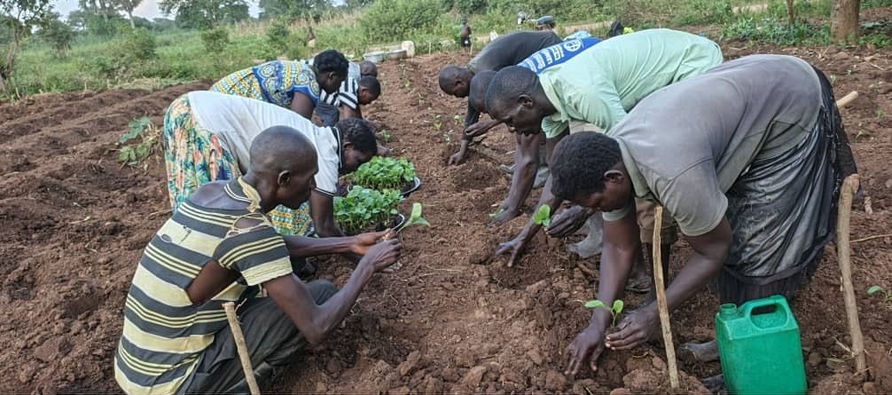 Two rows of farmers transplant seedlings to the field.