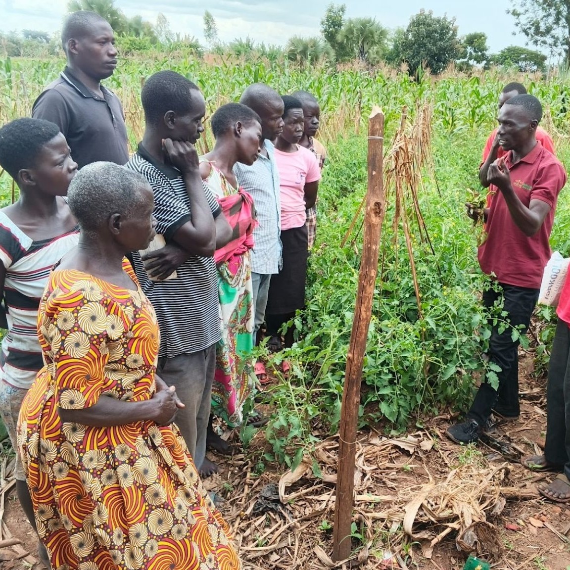 Farmers listen to a trainer in a field of trellised and mulched tomato plants.