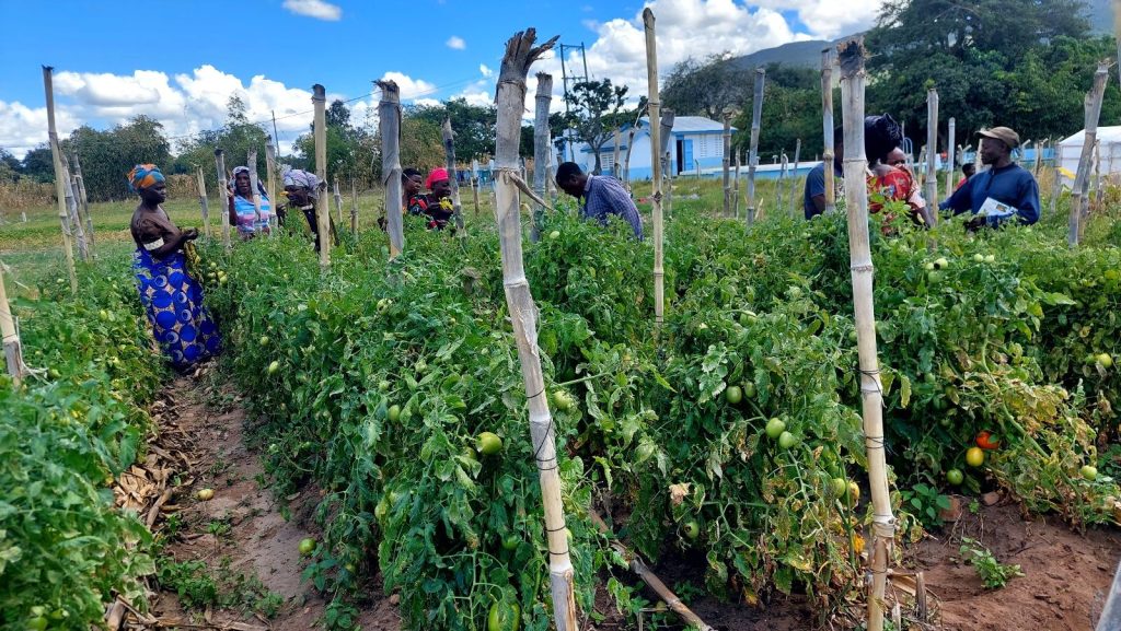 Farmers look for damaged tomato plants in a farmer's field.