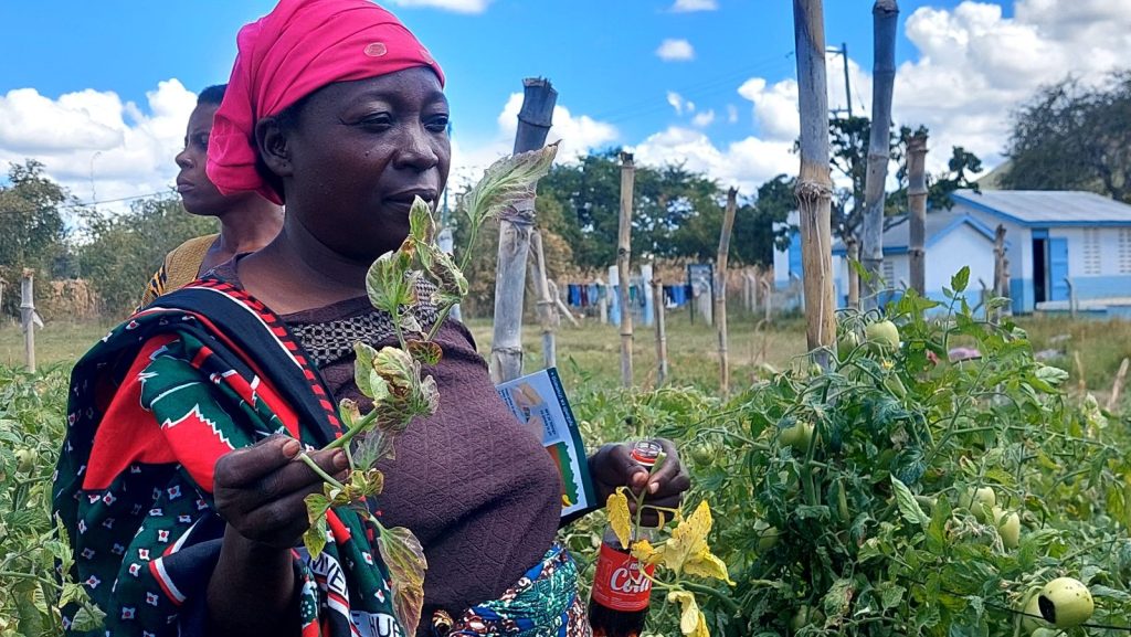 Female farmer holding tomato branches showing signs of nutrient deficiency, disease, or insect damage.