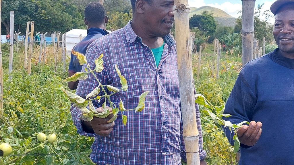 Two male farmers holding tomato branches showing signs of nutrient deficiency, disease, or insect damage.