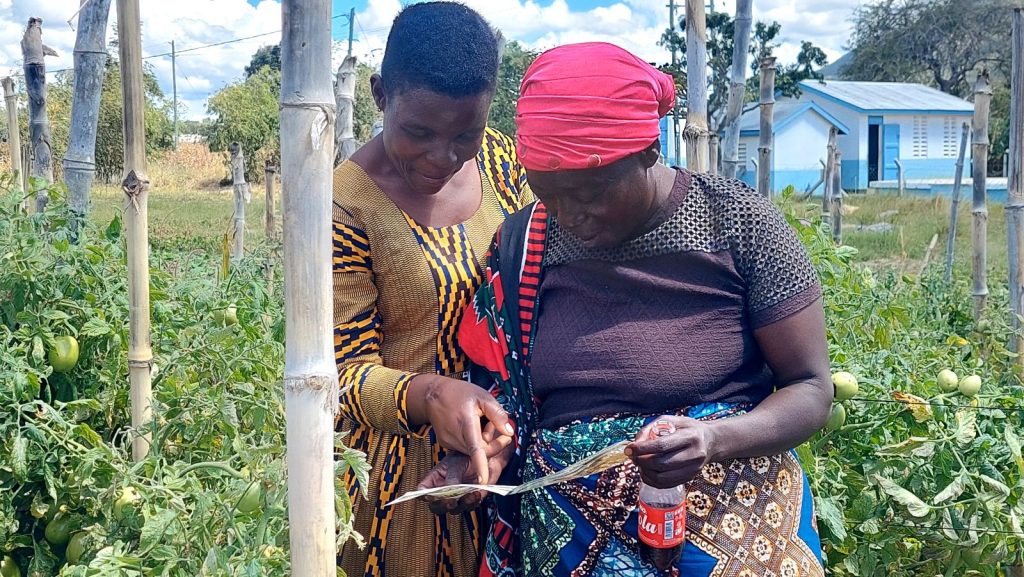 Two female farmers look at a guide to identify the cause of damaged tomato plants.