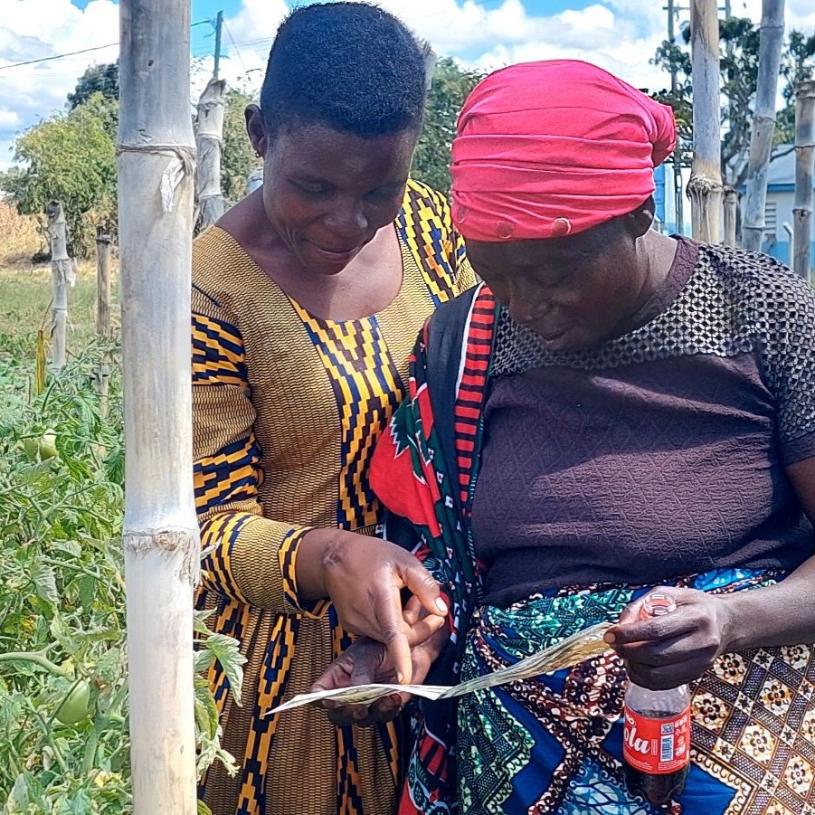Two female farmers in Tanzania look at a guide to identify the cause of damaged tomato plants.