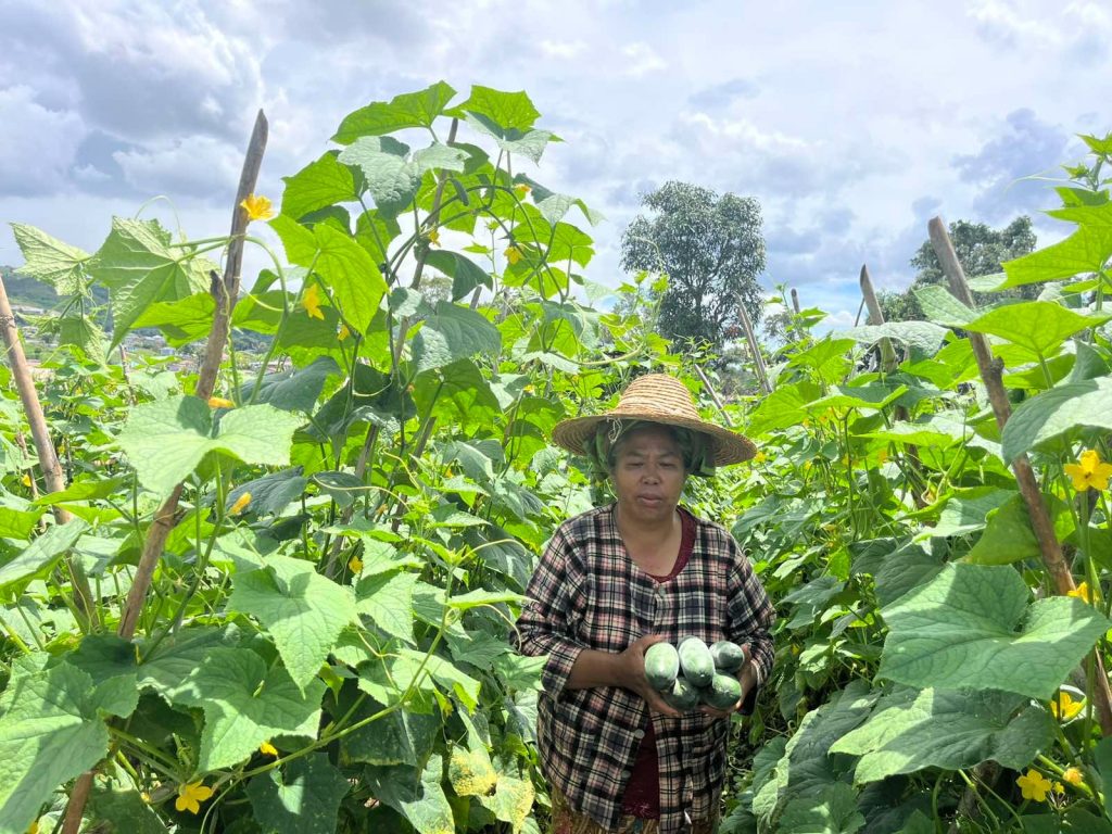 Standing between tall rows of healthy cucumber plants supported by trellising sticks, Myanmar farmer Daw Nang Saw Kyi holds 5 cucumbers in her hands.