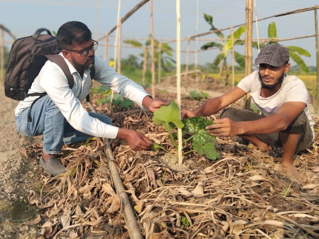 EWS-KT staff assists a farmer across a mulched bed in the Barind Tract.