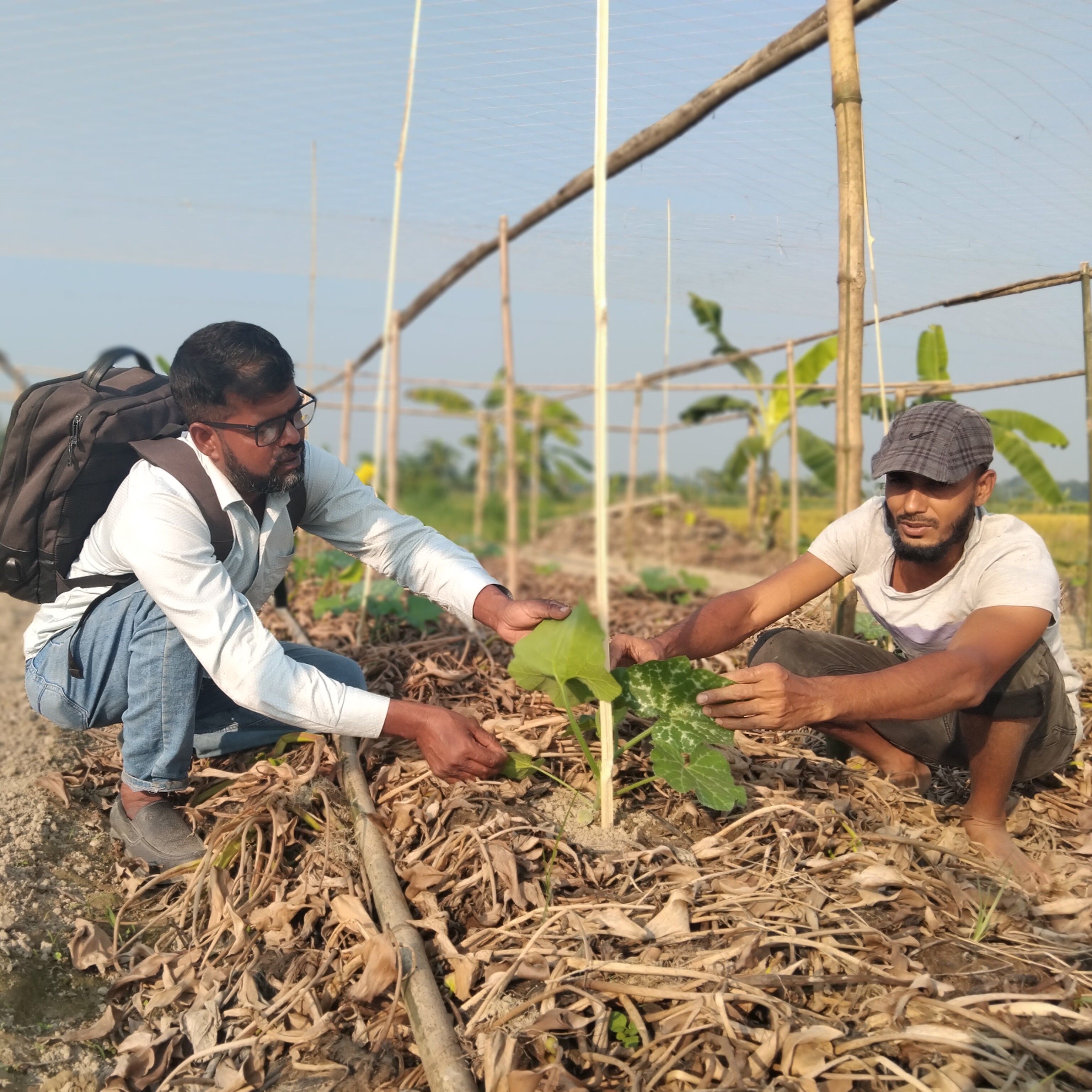 EWS-KT staff assists a farmer across a mulched bed in the Barind Tract.