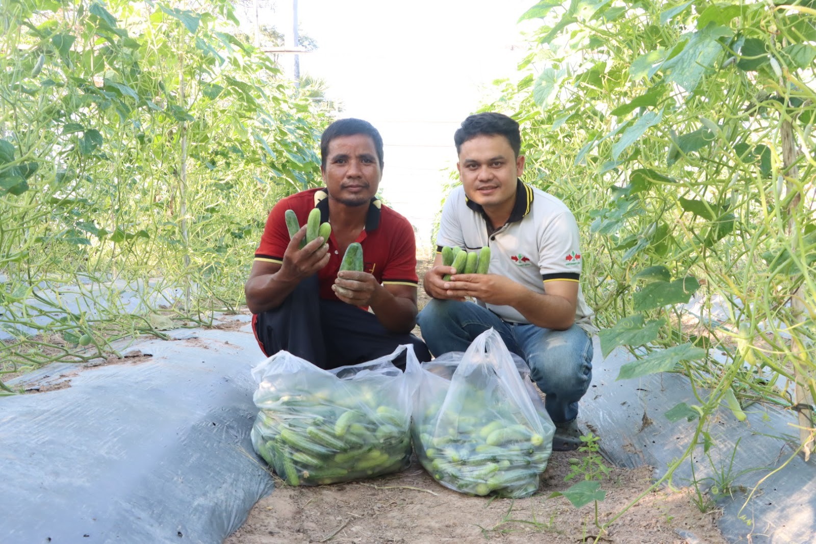 Farmer Long Thou and EWS-KT Technical Field Officer Phalla Yoeurm hold some of the cucumbers they have harvested, with two bags of cucumbers on the ground in front of them.