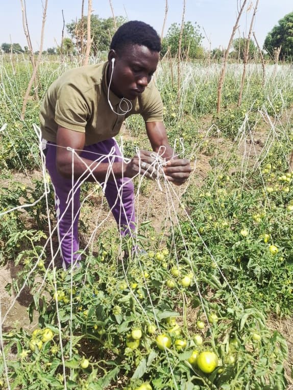 Young Nigerian farmer Tukur Hamisu focuses on setting up supportive trellising string for his tomato plants.