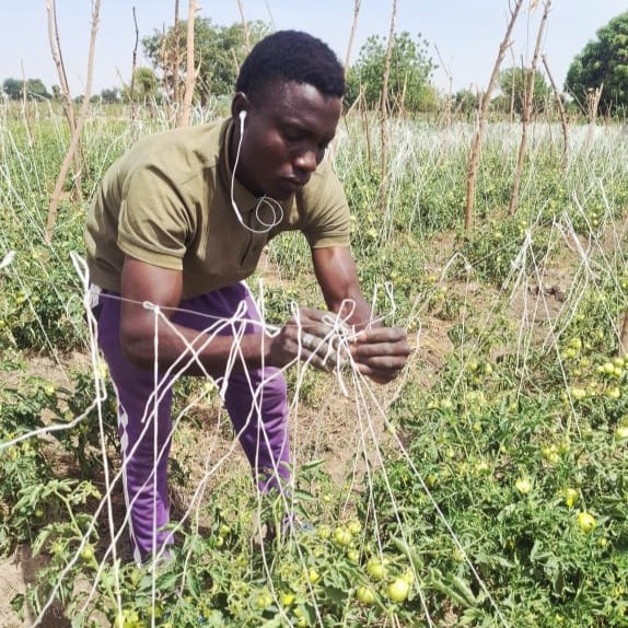 Young Nigerian farmer Tukur Hamisu focuses on setting up supportive trellising string for his tomato plants.