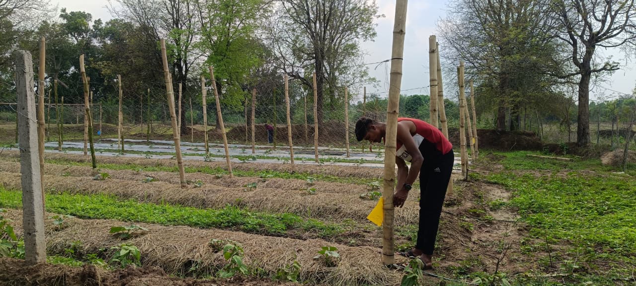 Indian farmer Shankar Maurya sets up a yellow sticky trap at his bottle gourd demonstration plot.