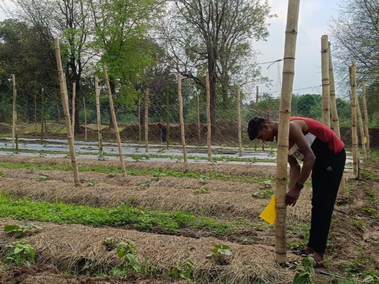 Indian farmer Shankar Maurya sets up a yellow sticky trap at his bottle gourd demonstration plot.