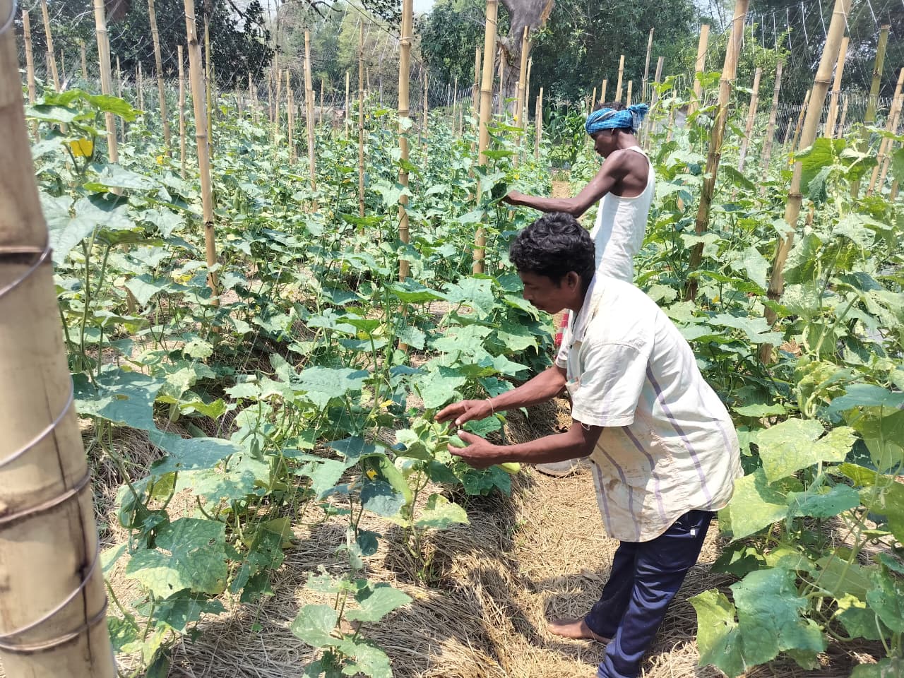 Indian farmer Ajay Sharma and another man tend to Ajay's cucumber demonstration plot.