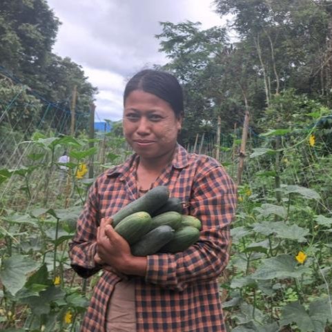 Farmer Daw Aye Aye Myaing holds an armful of cucumbers at her farm in Myanmar.