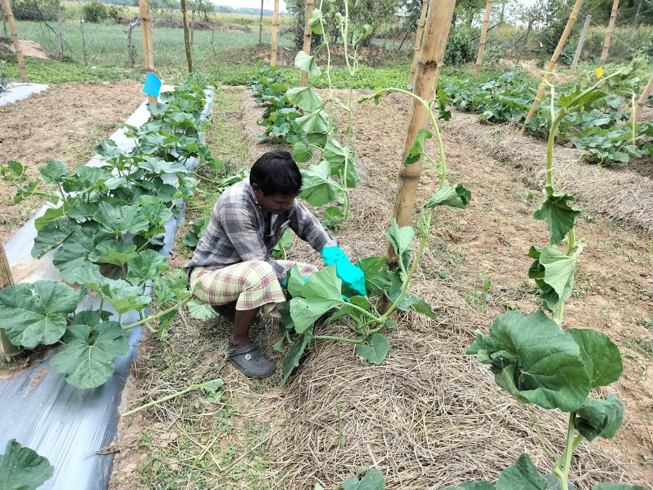Farmer Shankar Mourya prunes his bottle gourd vines in his field in Chhattisgarh, India.
